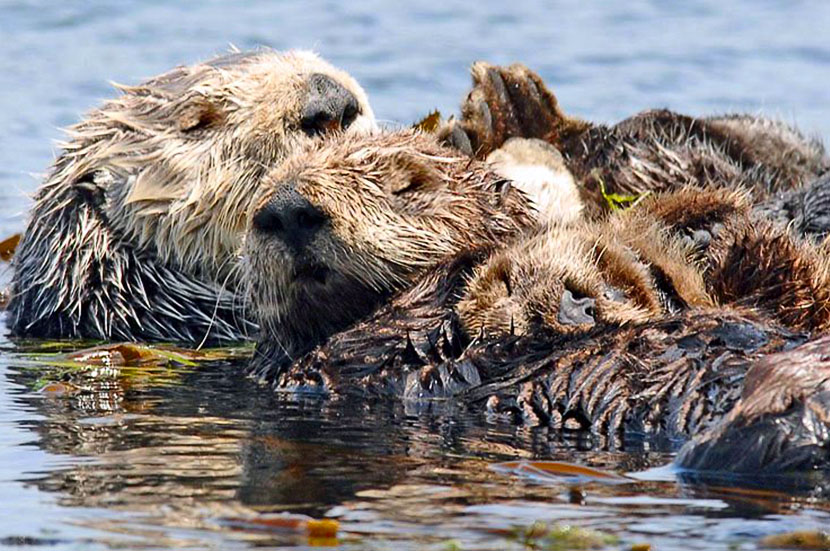 California Sea Otters Napping